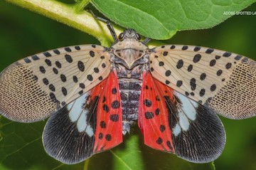 University joins spotted lanternfly tracking effort