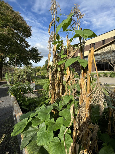 Three Sisters Garden at SUNY Binghamton.