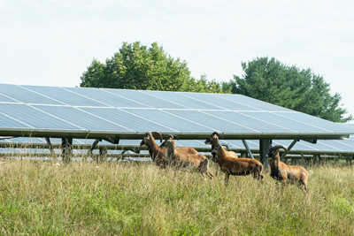 Sheep grazing on the grass near the solar panels