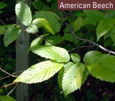 American Beech