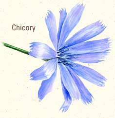 Chicory