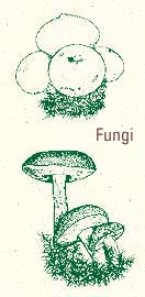 Fungi