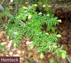 Hemlock