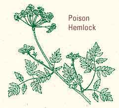 Poison Hemlock