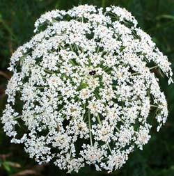 Queen Anne's Lace