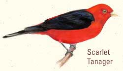 Scarlet Tanager