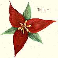 Trillium