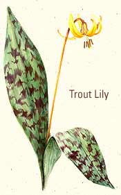 Trout Lily