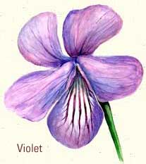 Violet