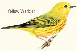 Yellow Warbler